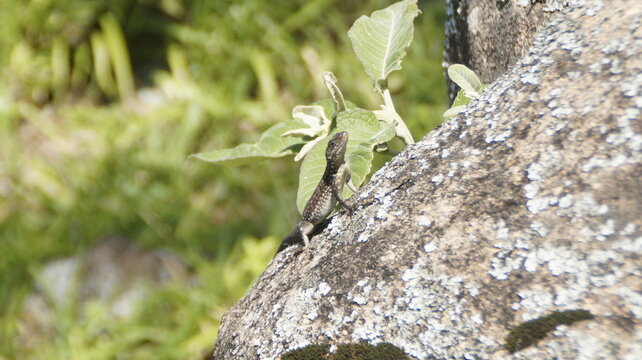 lagartixa ou lagarto