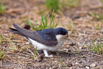 common house martin