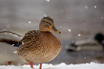 Brown duck in the snow close-up. Falling snow.