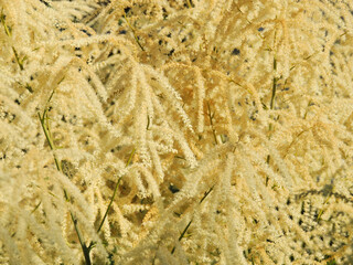 Abstract yellow background bushes plants