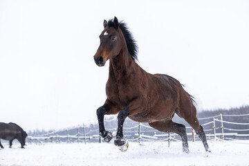 Plakat Braunes Pferd hat Spaß im Schnee