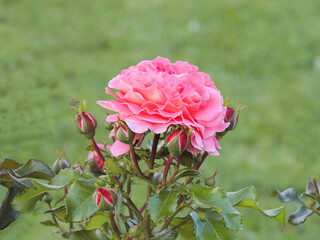 A blooming rose on a green background
