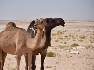 camel ego clash in the desert