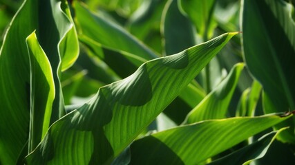 Naklejka premium green field