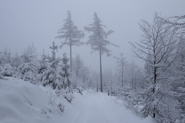 Frosted and now-covered trees in the fog. Misty weather during a snowstorm in Beskid mountains.