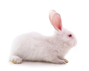 Beautiful white rabbit.
