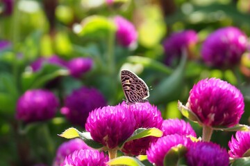 butterfly on flower