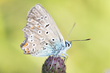 Fototapeta na wymiar Common blue icarus butterfly on leaf (polyommatus icarus)