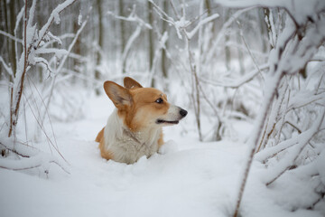 Welsh Corgi Pembroke dog in winter scenery
