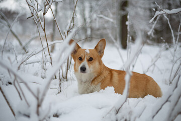 Welsh Corgi Pembroke dog in winter scenery