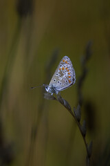 Common blue icarus butterfly on leaf (polyommatus icarus)