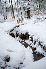 A Welsh Corgi Pembroke dog stands by a stream in winter scenery