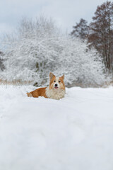 Obraz premium Welsh Corgi Pembroke dog in winter scenery