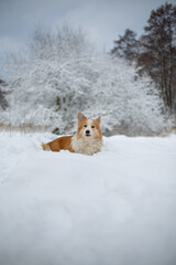 Welsh Corgi Pembroke dog in winter scenery