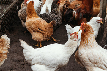 Home and broiler chicken. Mixed breed of chickens.