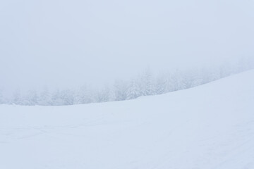 A day on the ski slope. A wall of spruce forest, all shrouded in fog.