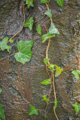 Ivy growing on a tree