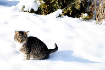Cat outside in winter snowy garden looking angry or disappointed.