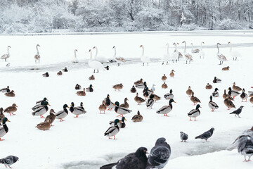 Fototapeta premium Duck, swans and doves on frozen lake. People are feeding hungry birds. Horizontal photo