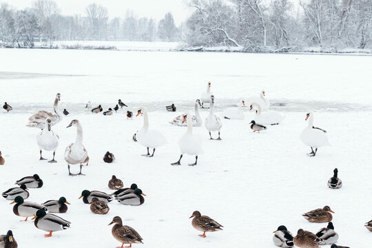 Duck swans on frozen lake. People are feeding hungry birds.