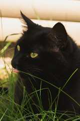 A black cat is eating fresh green grass in the garden at home.
