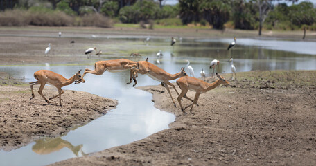 Female impala jumping over stream in African bush