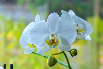 close-up of an orchid flower, large fleshy leaves