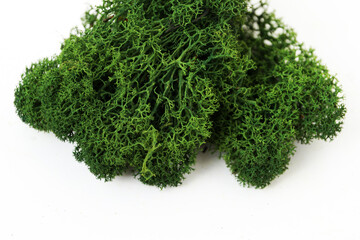 green stabilized preserved moss for ecological interior design