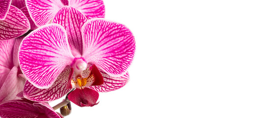 pink orchid flower isolated on white background