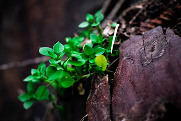 plant growing on the ground