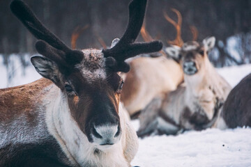 Glückliche Rentiere auf einer großen Weide in Norwegen, Skandinavien. Gute und ökologische...