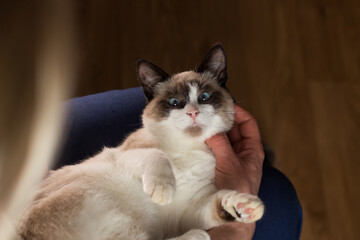 The woman caresses a small Siamese kitten. Siamese white kitten sitting in the woman's arms. Beloved cat. Image for veterinary clinics. Domestic life. Inner life.