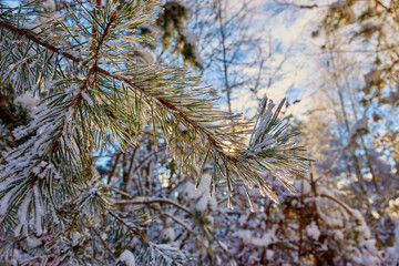 Pine tree branches with white snow forest background