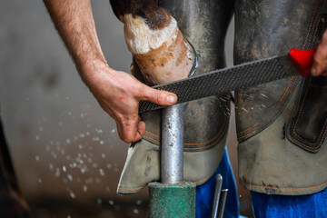 A farrier adjusting a horseshoe 