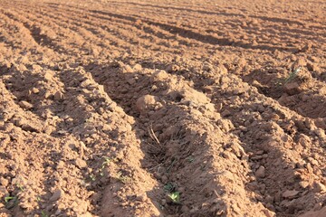 Horizontal background of plowed field for sowing