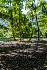 woodland natural environment with green pastures and plants with fir type of trees in summer season