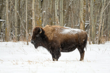 Wood bison (Bison bison athabascae) grazing and roaming in the winter snowfall in the Elk Island National Park, Alberta, Canada