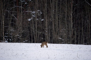 Roe deer have come out of the forest on a white cereal field in search of food