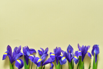 Iris Flowers isolated on a yellow background. Spring mood.