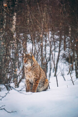 Junger europäischer Luchs streift durch sein Gebiet in Norwegen. Großkatzen in freier Wildbahn im Winter. 