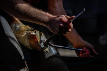 A farrier adjusting a horseshoe 