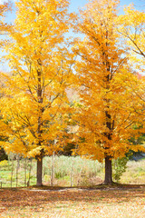 Fototapeta premium Fall Trees 4