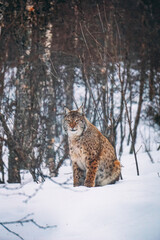 Junger europäischer Luchs streift durch sein Gebiet in Norwegen. Großkatzen in freier Wildbahn im Winter. 