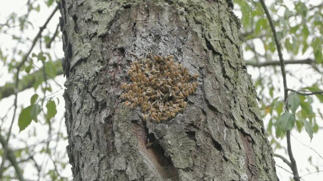 Medium, low angle, a swarm of bees at the hollow of a tree, Westerville, Ohio