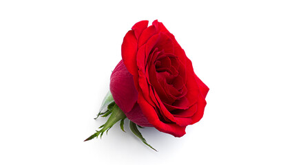 Red rose flower isolated on a white background.