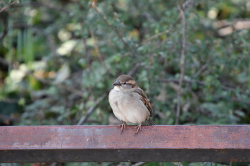 Ein Sperling auf einer Sitzbank im Park - A sparrow on a bench in the park