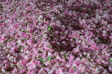 Picked pink roses. Pink roses picked for perfume making.