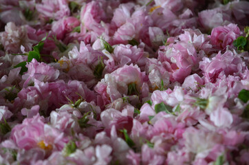 Picked pink roses. Pink roses picked for perfume making.