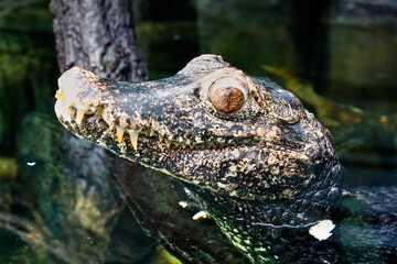 alligator in the swamp