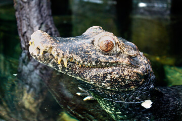 alligator in the everglades